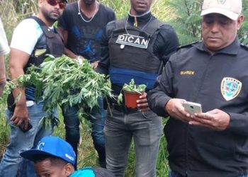 Policía desmantela plantación de Marihuana en Constanza