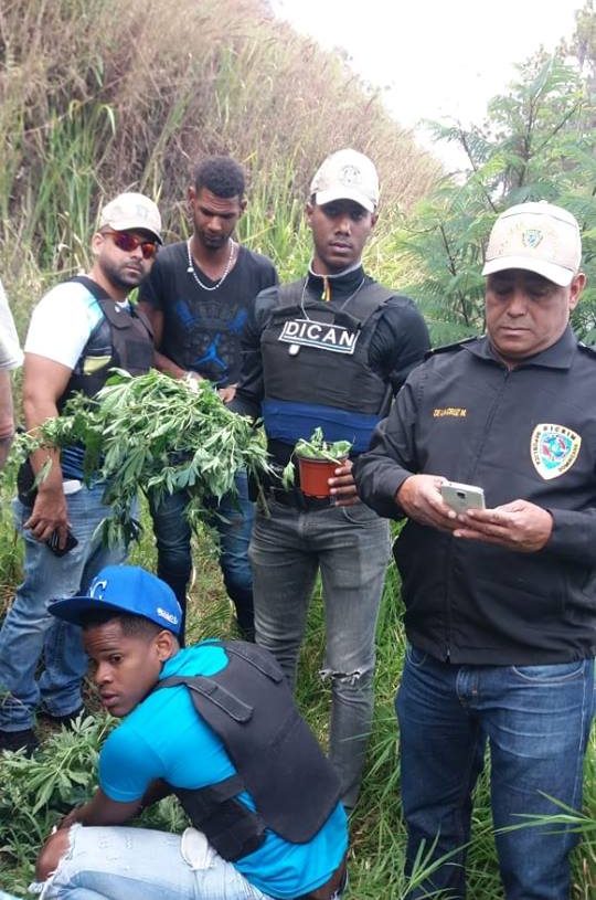 Policía desmantela plantación de Marihuana en Constanza