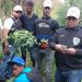 Policía desmantela plantación de Marihuana en Constanza