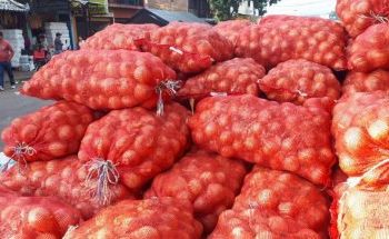 Gobierno dominicano anuncia compra excedente de cebolla a nivel nacional