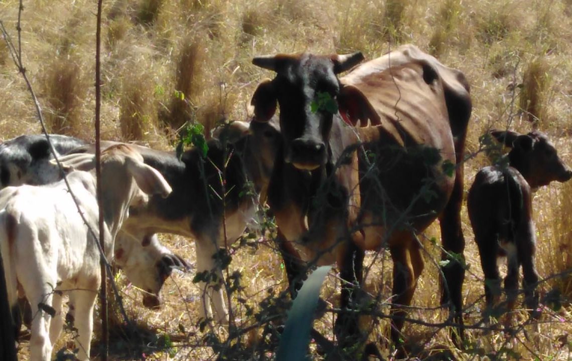 Ganaderos y agricultores de la línea noroeste con el grito al cielo ante la fuerte sequía que les afecta