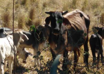 Ganaderos y agricultores de la línea noroeste con el grito al cielo ante la fuerte sequía que les afecta