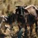 Ganaderos y agricultores de la línea noroeste con el grito al cielo ante la fuerte sequía que les afecta