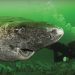 Hallan un tiburón de 512 años en las profundidades del mar de Groenlandia. Sus ojos indicaron la edad