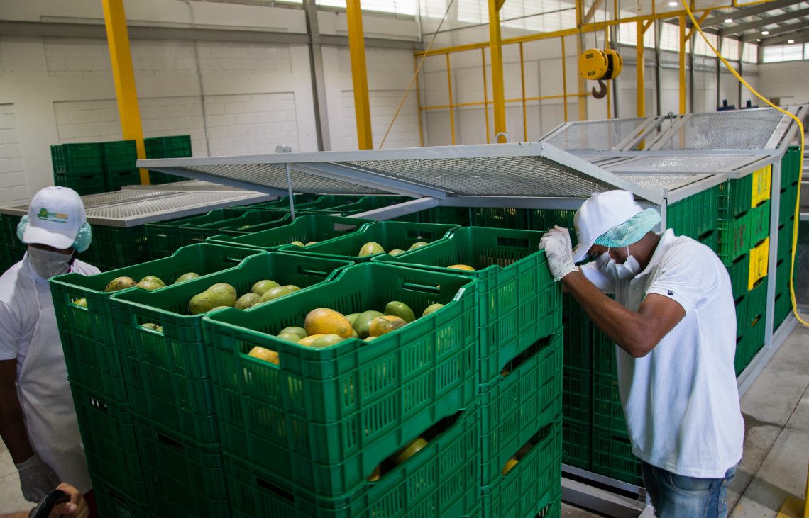 Tras entrega de moderna planta, productores de mango de Baní reciben aprobación de Departamento Agricultura de EE. UU. para exportar