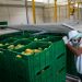 Tras entrega de moderna planta, productores de mango de Baní reciben aprobación de Departamento Agricultura de EE. UU. para exportar