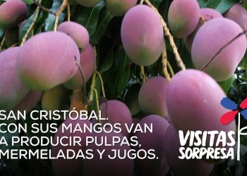 VIDEO: San Cristóbal. Con sus mangos van a producir pulpas, mermeladas y jugos