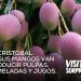 VIDEO: San Cristóbal. Con sus mangos van a producir pulpas, mermeladas y jugos