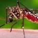 Casos de dengue y malaria alcanzan los 3,153
