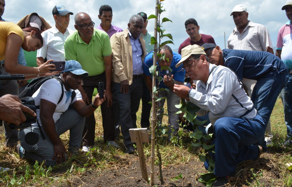 Gobierno capacita productores y técnicos de Constanza en injerto para cultivo de peras japonesas