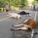Varias reses muertas, tras accidente de camión en Partido Dajabón
