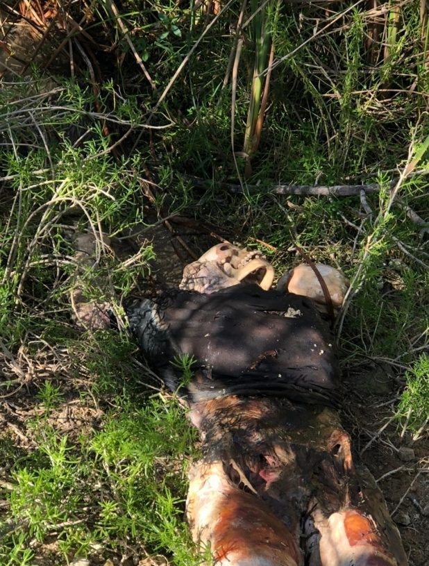 Encuentran cuerpo de hombre decapitado en Copey