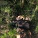Encuentran cuerpo de hombre decapitado en Copey