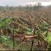 Ministro de Agricultura evalúa daños causados por tornado en Mao