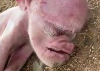 VIDEO – Pánico y asombro en Montecristi al nacer cerdo con rostro humano