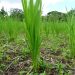 En Montecristi lluvias afectan siembra de arroz guineos y plátanos
