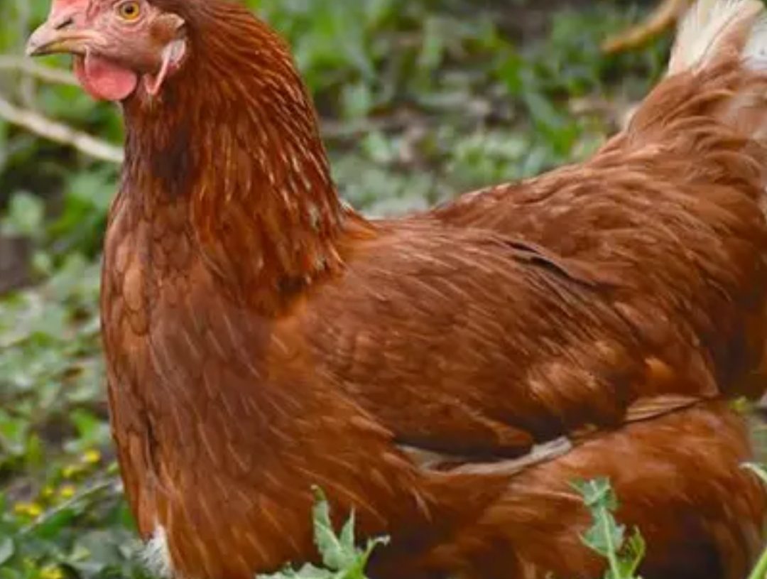 Condenan a un año de prisión a hombre en Paraguay por abusar de una gallina