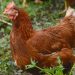 Condenan a un año de prisión a hombre en Paraguay por abusar de una gallina