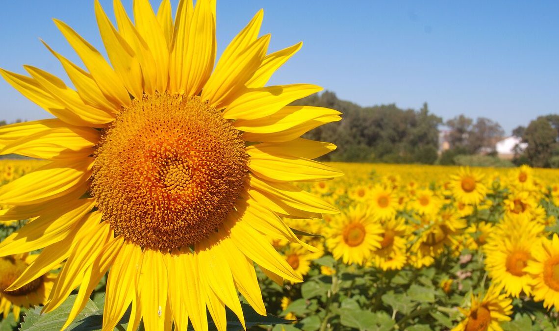 La primavera produce cambios biológicos que aumentan el placer sexual y la sensación de bienestar