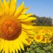 La primavera produce cambios biológicos que aumentan el placer sexual y la sensación de bienestar
