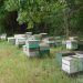 Montecristi: La familia Peña Perdomo ofrece 100 mil pesos de recompensa a quien de pista de robos miel de abeja