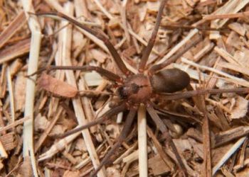 «Me vi muy feo, estaba muy mal», dice afectado por la araña marrón