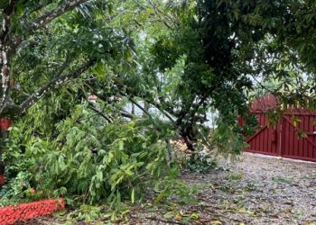 Primera victima de Fiona al caer un árbol en Nagua