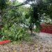 Primera victima de Fiona al caer un árbol en Nagua