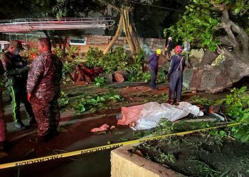 VIDEO: Aún yace en el pavimento cuerpo de hombre murió tras caerle árbol mientras conducía