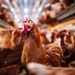 La OMS confirma muerte de una persona infectada por la variante H3N8 de gripe aviar en China