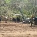 Ganaderos de Montecristi preocupados por la sequía “hambruna afecta sus ganados”