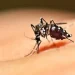 Mueren dos niños en La Vega con síntomas de dengue